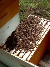 Neuer Bienenschwarm